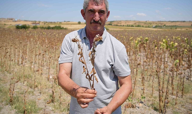 Trakya Birlik’in ayçiçeği avans fiyatına tepki: 