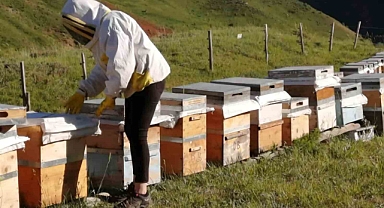 Tunceli Arıcı Yetiştiricileri Birliği bal alım fiyatlarını açıkladı
